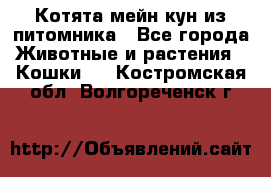 Котята мейн-кун из питомника - Все города Животные и растения » Кошки   . Костромская обл.,Волгореченск г.
